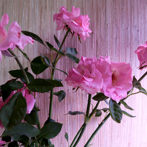 Pink roses against grasscloth wallpaper