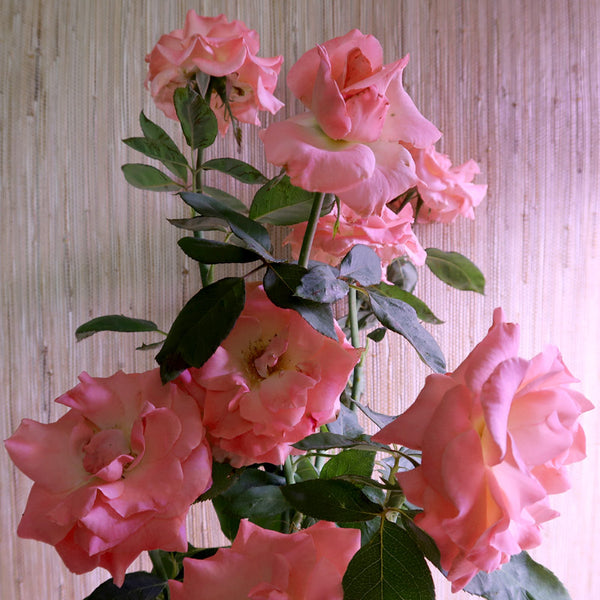 Pink roses with grasscloth wallpaper in the background