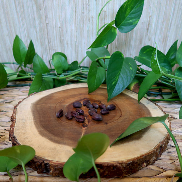 Jojoba seeds on round wooden base surrounded by green leaves