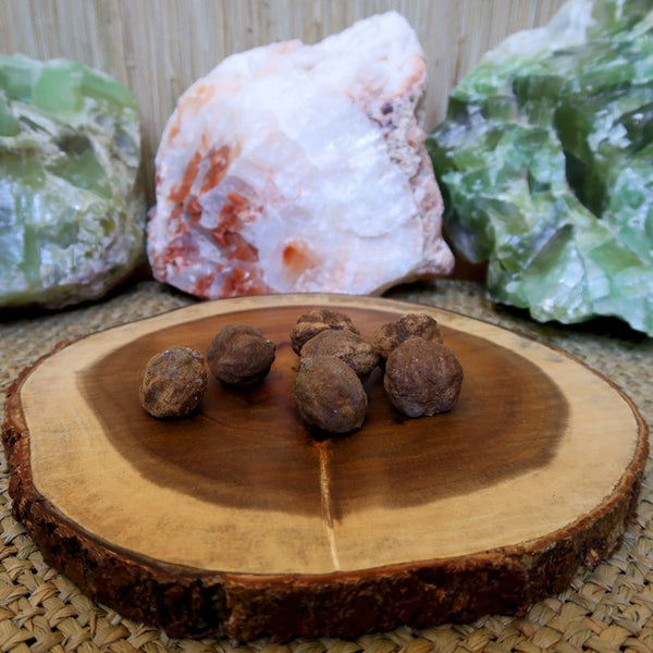 Whole kukui nuts on a round wooden base