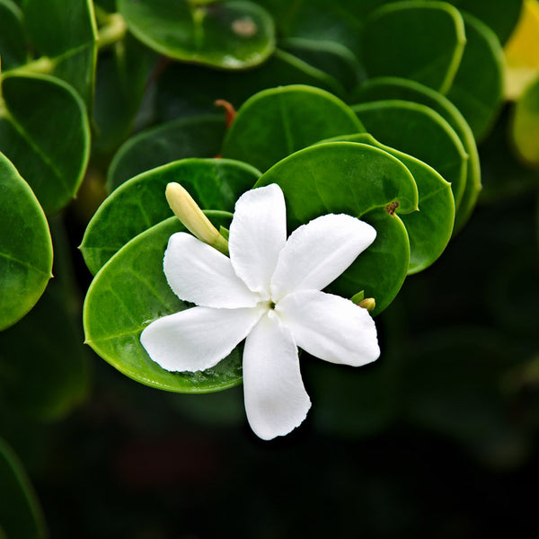 Hawaiian Pikake flower with green leaves